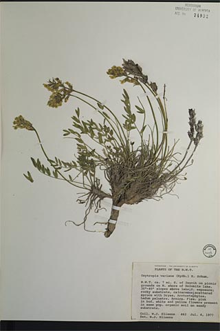 74992 - Oxytropis varians (Rydb.) K. Schum.
