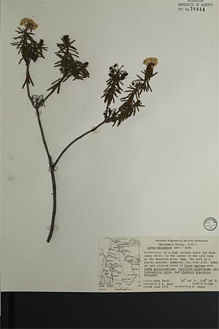 78644 - Ledum decumbens (Aiton) Lodd. ex Steud.