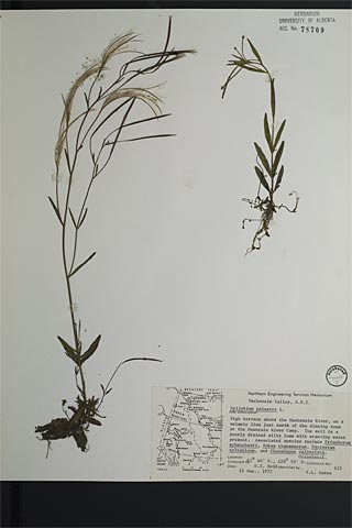 78709 - Epilobium palustre L.