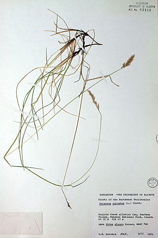83153 - Trisetum spicatum (L.) K. Richt.