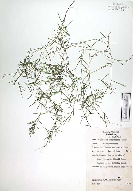 86254 - Potamogeton pusillus L.