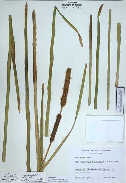 93222 - Typha angustifolia L.