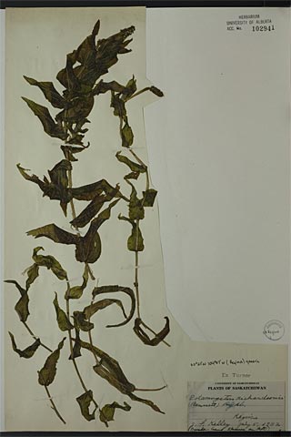 102941 - Potamogeton richardsonii (A. Benn.) Rydb.