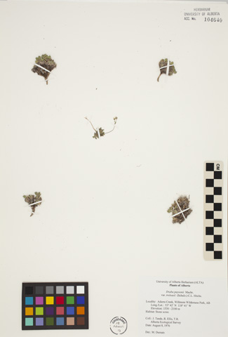 104640 - Draba paysonii J. F. Macbr. var. treleasii C.L. Hitchc.