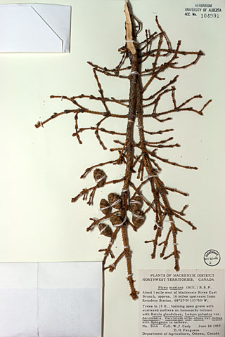 104991 - Picea mariana (Mill.) Britton, Sterns & Poggenb.