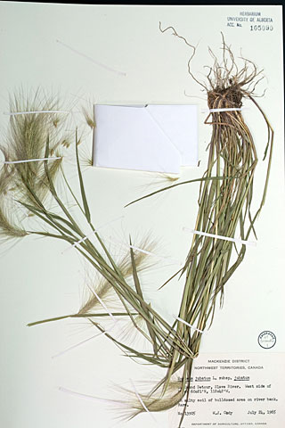 105090 - Hordeum jubatum L.