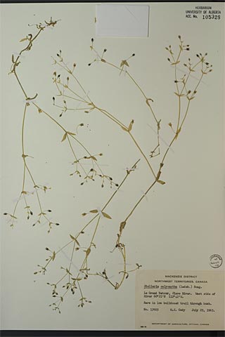 105328 - Stellaria calycantha (Ledeb.) Bong.