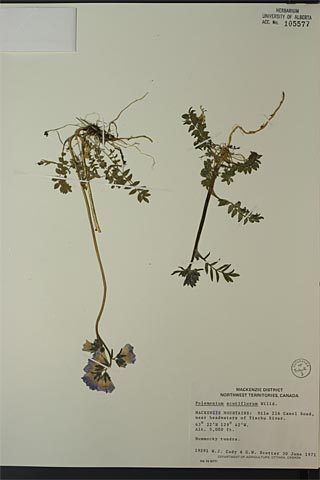 105577 - Polemonium acutiflorum Willd. ex Roem. & Schult.