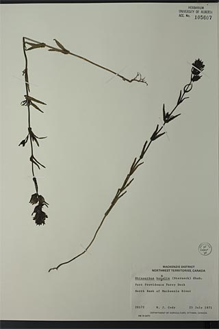 105607 - Rhinanthus borealis Chab.