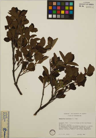 107617 - Nemopanthus mucronatus (L.) Trel.