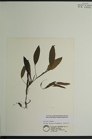 108734 - Potamogeton epihydrus Raf. var. ramosus (Peck) House