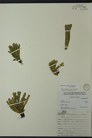 110406 - Huperzia selago (L.) Bernh. ex Schrank & Mart.