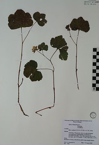 114652 - Rubus chamaemorus L.