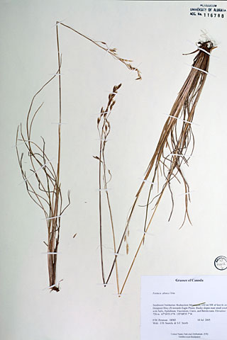 116788 - Festuca altaica Trin.