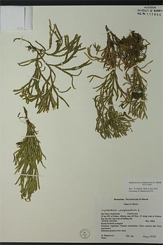 117884 - Diphasiastrum complanatum (L.) Holub