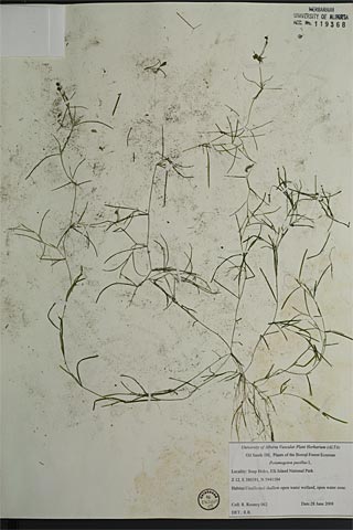 119368 - Potamogeton pusillus L.