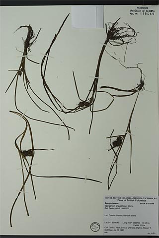 119469 - Sparganium angustifolium Michx.