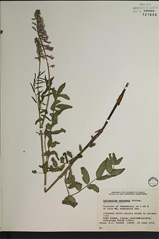 121630 - Hedysarum alpinum L.
