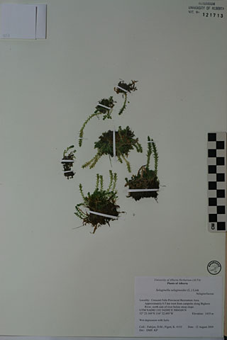 121713 - Selaginella selaginoides (L.) Link