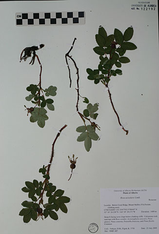 122192 - Rosa acicularis Lindl.