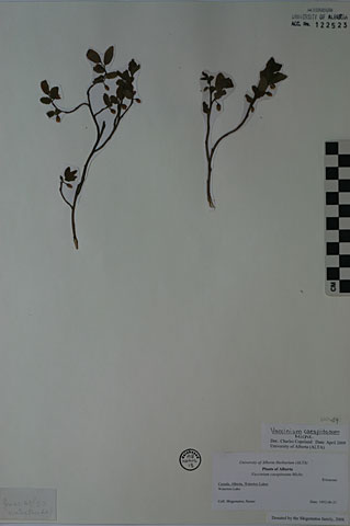 122523 - Vaccinium caespitosum Michx.