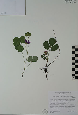 124951 - Rubus arcticus L. ssp. acaulis (Michx.) Focke