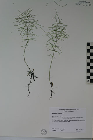 135325 - Equisetum pratense Ehrh.