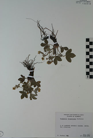 138858 - Fragaria virginiana Mill.