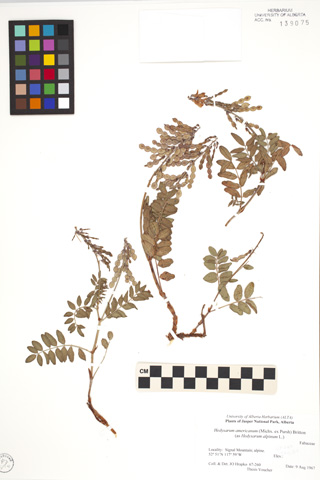 139075 - Hedysarum americanum (Michaux ex Pursh) Britton