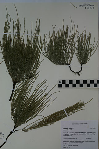 139248 - Equisetum arvense L.