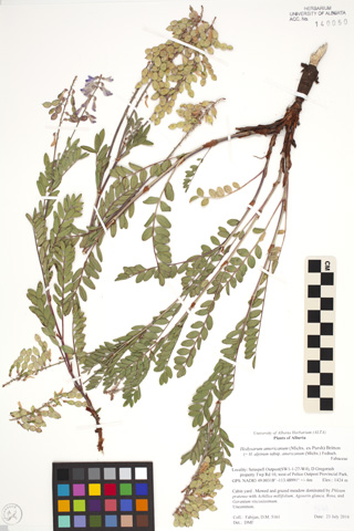 140050 - Hedysarum americanum (Michaux ex Pursh) Britton