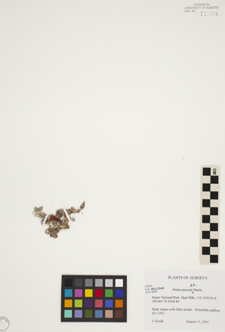 141908 - Draba paysonii J. F. Macbr.