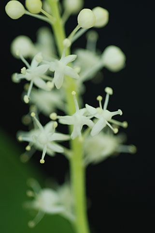 Maianthemum canadense Desf.