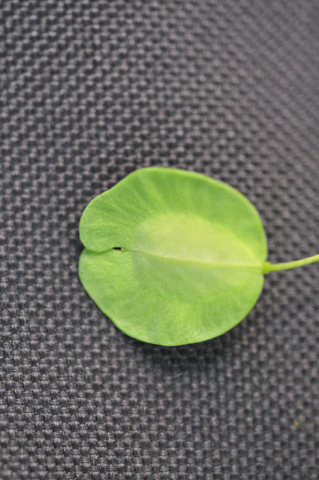 Thlaspi arvense L.