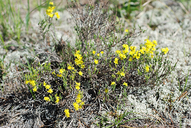 Hudsonia tomentosa Nutt.