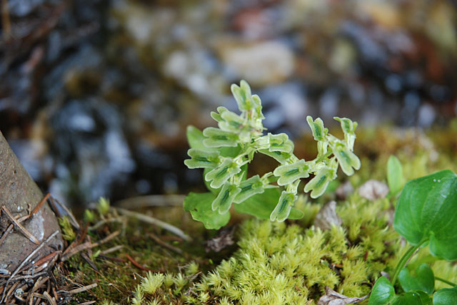 Listera borealis Morong
