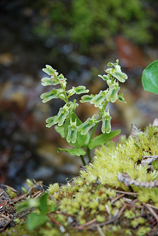 Listera borealis Morong