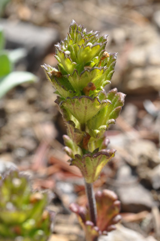 Euphrasia subarctica Raup