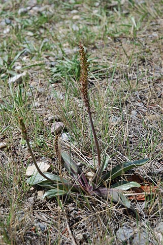 Plantago canescens Adams