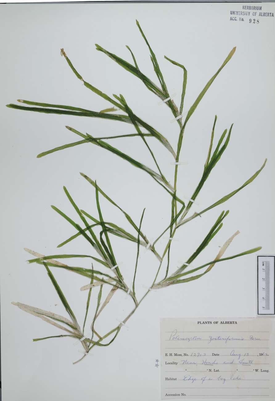 928 - Potamogeton zosteriformis Fern. - University of Alberta Museums ...