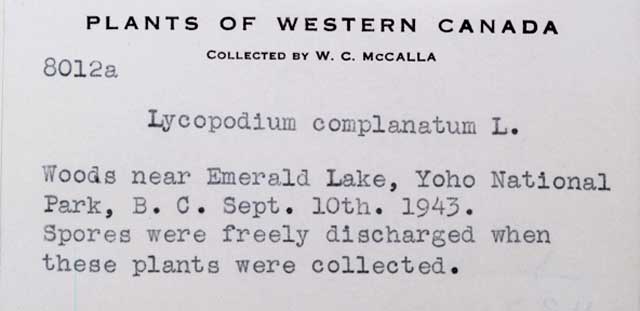 32517 - Diphasiastrum complanatum (L.) Holub