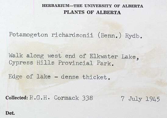 46404 - Potamogeton richardsonii (A. Benn.) Rydb.