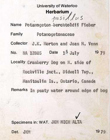 86254 - Potamogeton pusillus L.