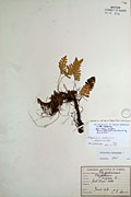 30775 - <i>Polypodium sibiricum</i> Sipliv.