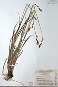 2891 - <i>Carex foenea</i> Willd.