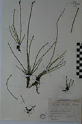 32472 - <i>Equisetum variegatum</i> Schleich.