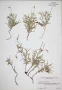 382 - <i>Diphasiastrum complanatum</i> (L.) Holub