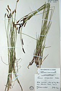 53927 - <i>Carex scirpoidea</i> Michx. ssp. <i>scirpoidea</i>