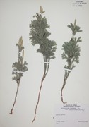 32956 - <i>Lycopodium obscurum</i> L. var. <i>dendroideum</i> (Michx.) D. C. Eaton