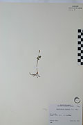 37618 - <i>Botrychium lunaria</i> (L.) Sw.